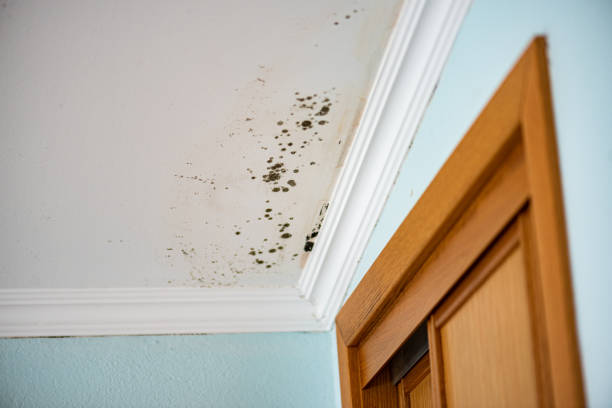 Best Black Mold Remediation in Roselle Park, NJ