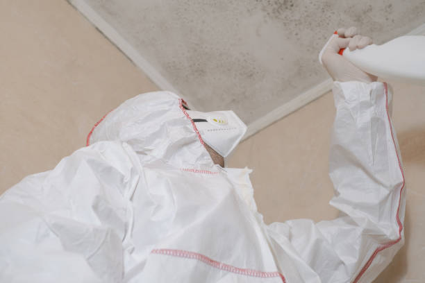 Best Commercial Mold Remediation in Roselle Park, NJ