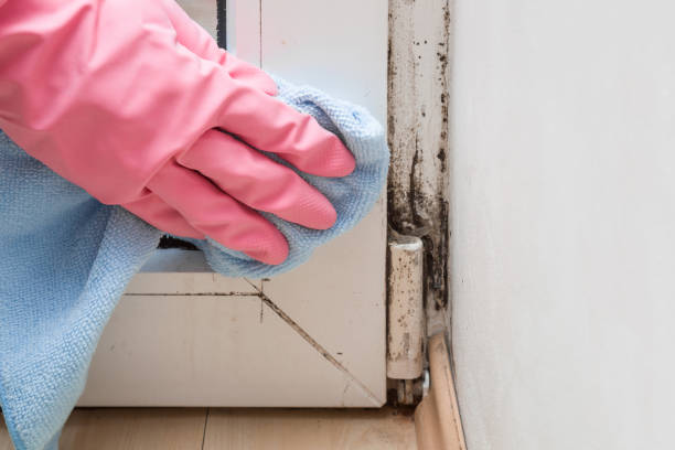 Best DIY Mold Remediation Support Services in Roselle Park, NJ